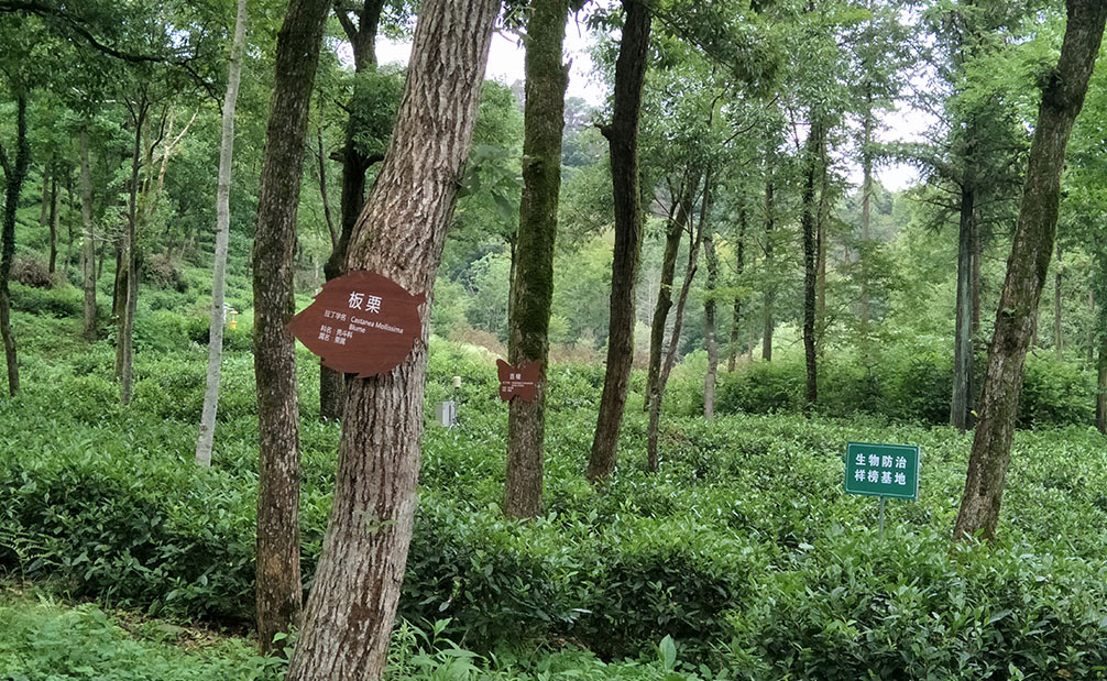三大自主產權猴魁茶葉基地