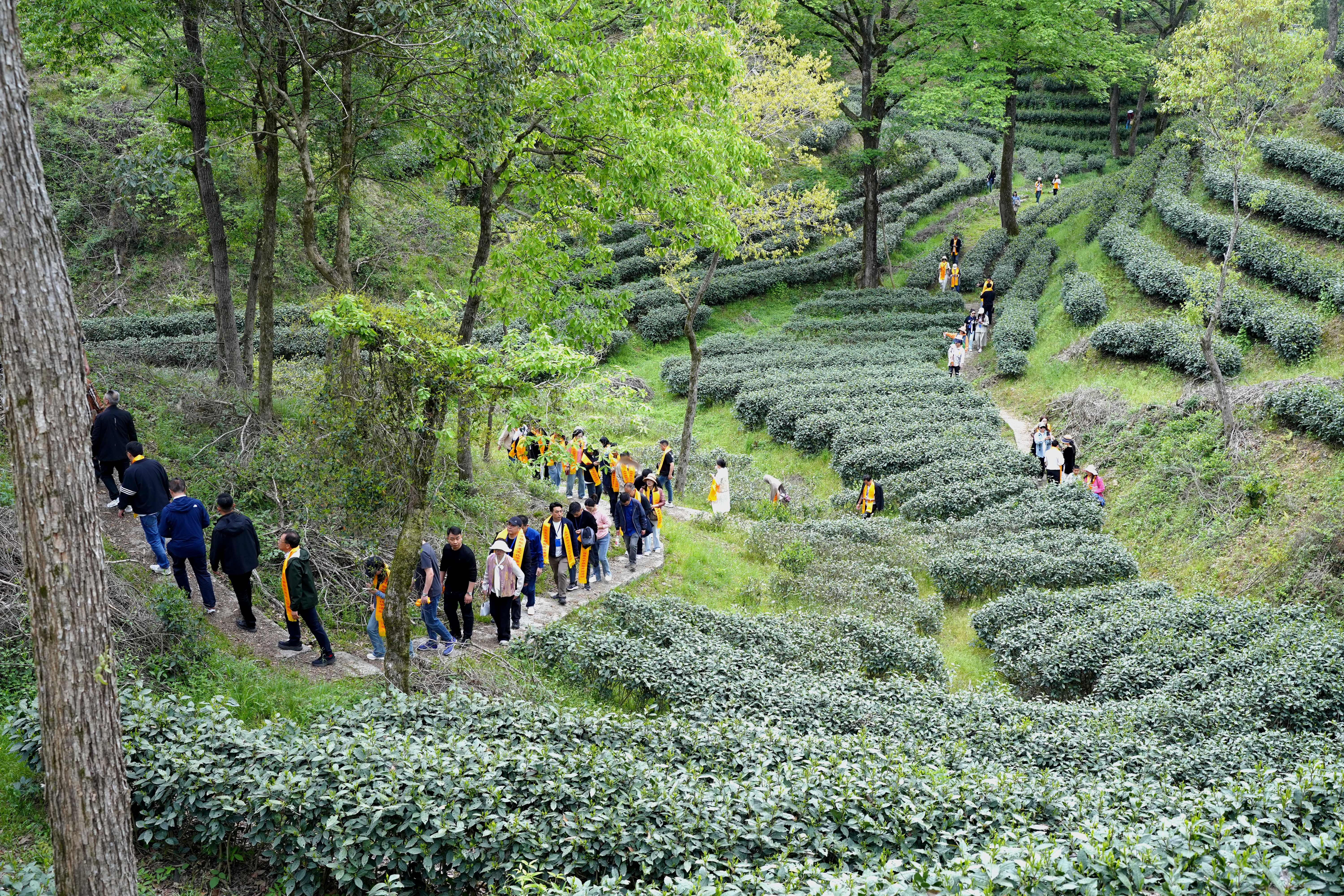 ?春茶飄香時(shí)，六百里太平猴魁正式開(kāi)采