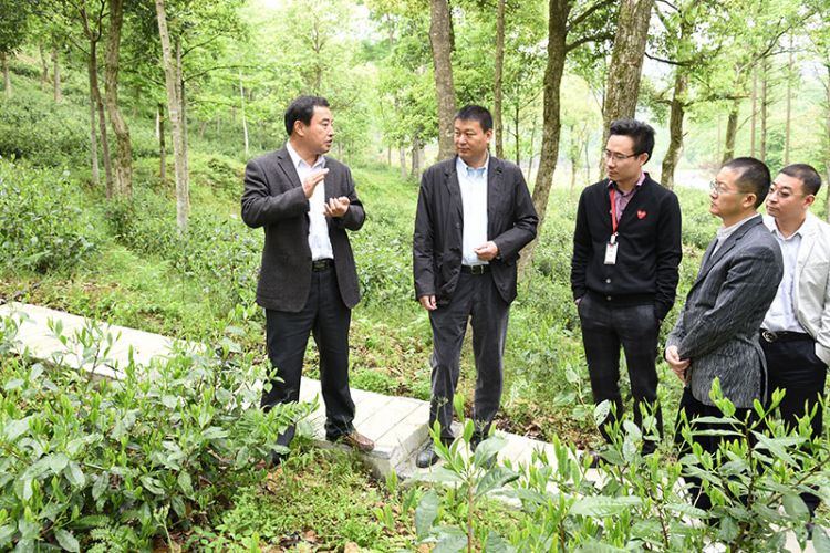 國藥集團安徽公司總經理張平一行考察六百里茶業(yè).jpg