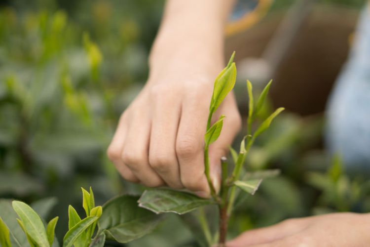 太平猴魁是最大、最好、最珍貴的茶.jpg