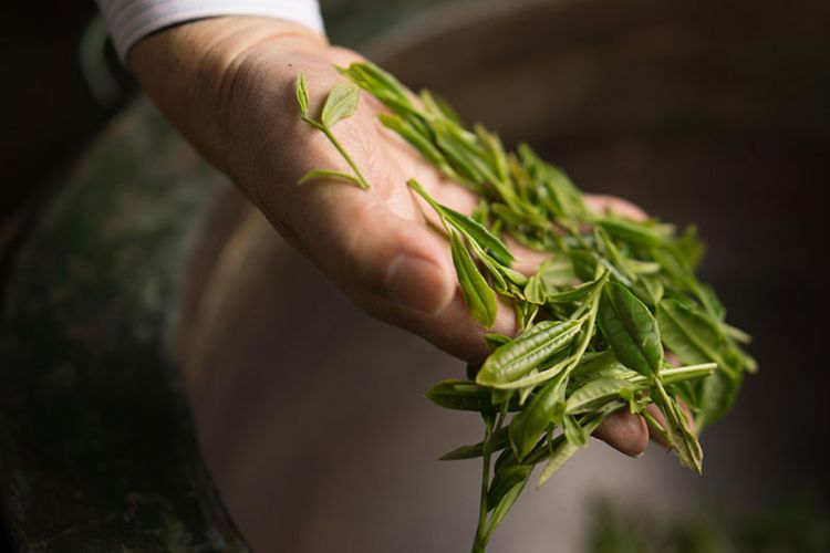 太平猴魁是最大、最好、最珍貴的茶.jpg